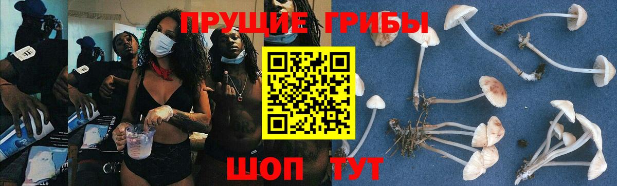 купить наркоту  Галлюциногенные грибы GOLDEN TEACHER  Вход с VPN  Карпинск 